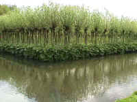 site specific environmental art - sculpture and landscape design - site specific works, installations and projects