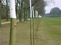 site specific, environmental installation, a land art project in Baarn, Holland. Trajectory for Rembrandt.
